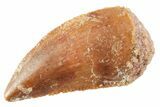 Serrated Raptor Tooth - Real Dinosaur Tooth #364803-1